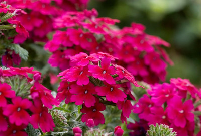 Lorvox Verbena Hybrid Mixed Flower Seed(110 per packet)