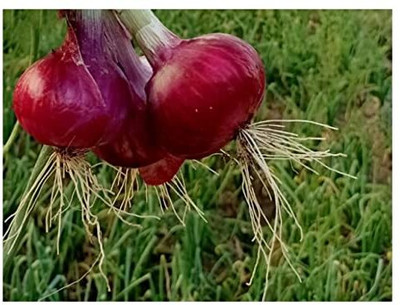 Qualtivate RES-8A Nasik Red N53 Onion Seeds Seed(500 per packet)