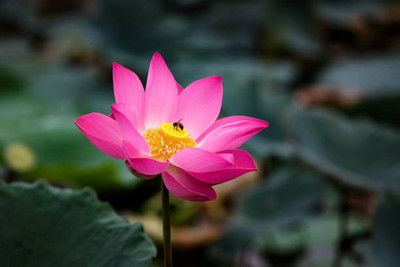 manushya life lotus,kamal gatta Seed(10 per packet)