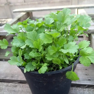 DEYS AGRO ™ f1 hybrid coriander seeds for planting Seed(370 per packet)