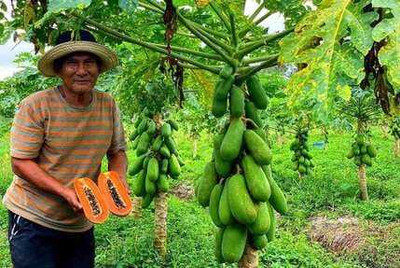 SEMINA VITA red lady 786 papaya f1 hybrid seeds 190 Seed Seed(190 per packet)