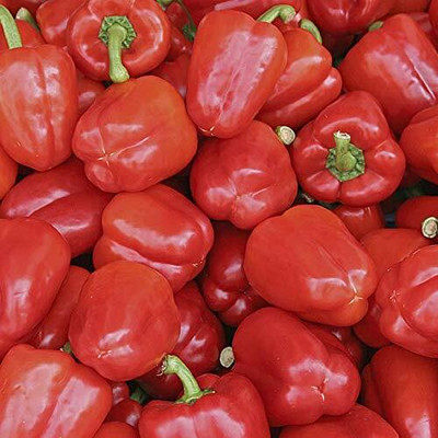 TRICONE Capsicum Seed(250 per packet)