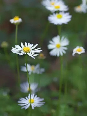 Aro Swan River Daisy Seed(30 per packet)
