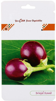 CYBEXIS Brinjal Round Hybrid Seeds2400 Seeds Seed(2400 per packet)