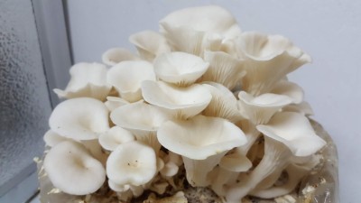 grenfel 400 Gm White Oyster Mushrooms 1st Generation Spawn/Seeds Mycelium Spores Seed(400 g)