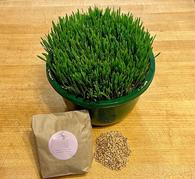 Biosnyg Fast Growing Wheatgrass Growing Seeds Seeds for Indoor Growing-(2000 Seeds) Seed(2000 per packet)