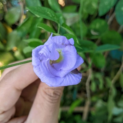 SeeGreen Aparajita Double Mixed Seeds All Color, Butterfly Pea Seeds, Clitoria Ternatea Seed(15 per packet)