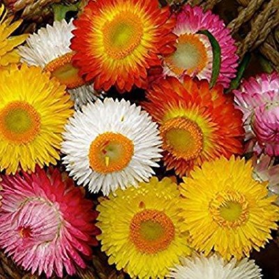 KANAYA Helichysum- Flower Seeds for Balcony Gardening Seed(65 per packet)