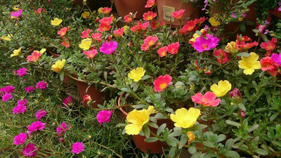 BDSresolve Portulaca mix colour flower seeds PACK OF 64 Seed(64 per packet)