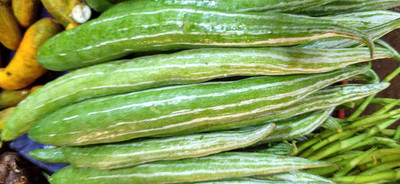 WILLVINE High Yield Snake Gourd Hybrid F1 Seeds[250 Gms, 1250 Seeds] Seed(1250 per packet)