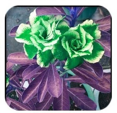 Qualtivate ATS-632 Desert Rose Fresh Seeds Seed(30 per packet)