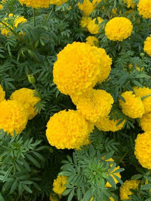 True Elements marigold/gende ka phool flower seeds Seed(75 per packet)