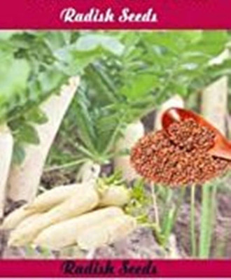 the green dotcom Radish vegetable seeds pack of 20 seeds. Seed(75 per packet)