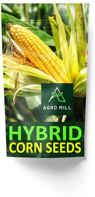WILLVINE VNR -VII 6240 Plus Hybrid Corn Seed-[1Kg] Seed(4000 per packet)