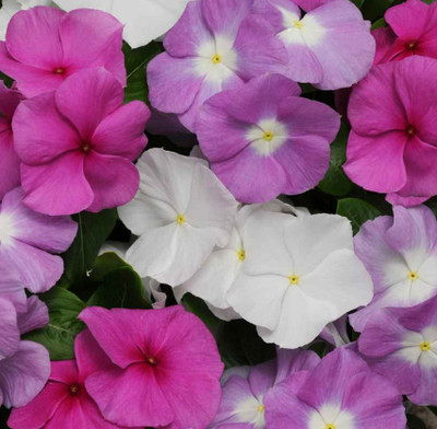 Platis Vinca/सदाबहार Flower Plant Seed(100 per packet)