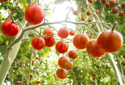 Vlog Bazar tomato Seed(100 per packet)