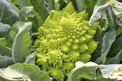 KNESSiN VXI-57 Broccoli Romanesco Seed(500 per packet)