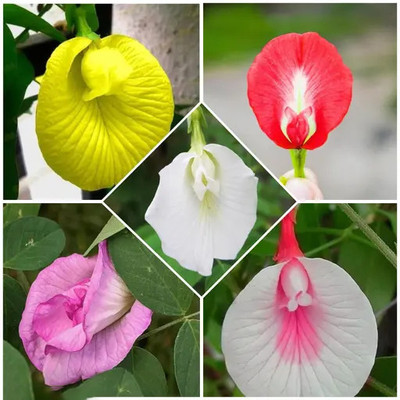 Seedsilk Aprajita Shankhpushpi Hybrid Butterfly Pea All Colour Seed(42 per packet)