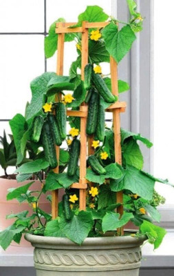 Qualtivate RES-9A Indoor Cucumber F1 Self-Pollinating - Green Seed(300 per packet)