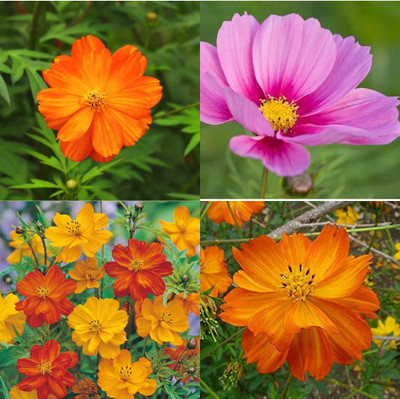 ibains Cosmos seed and garden plant 39 Seed(39 per packet)