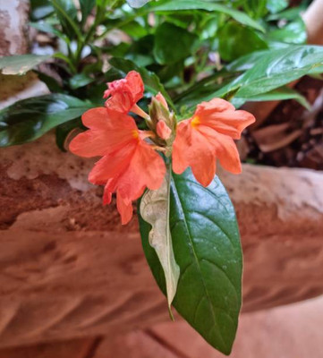 bheeshma kanakambaram-firecracker-crossandra Seed(16 per packet)