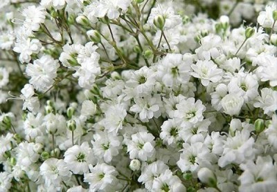 CYBEXIS Gypsophila Gypsy Flower Seeds Seed(1 g)