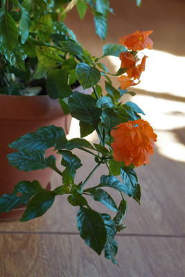 Kapebonavista kanakambaram-firecracker-crossandra Seed(20 per packet)