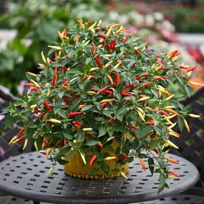 BDSresolve Red chilli seeds hybrid Seed(40 per packet)
