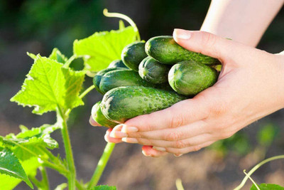 CYBEXIS Holland Mini Cucumber Seeds 2000 Seeds Seed(2000 per packet)