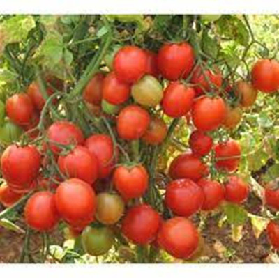 SM Exports Tomato - Arka Rakshak Tomato vegetable seeds 2000 seeds per pack. Seed(2000 per packet)