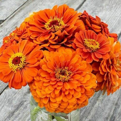 CYBEXIS XL-12 - Imported Orange King Zinnia Flower - (270 Seeds) Seed(270 per packet)