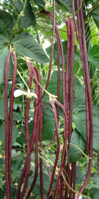 CRGO BEANS Seed(50 per packet)