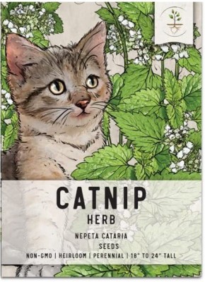 VibeX ® VXI-124 Catnip Seeds,Mint Seed(1000 per packet)