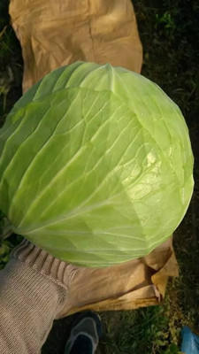 MYLAWN Green Cabbage Seed(100 per packet)