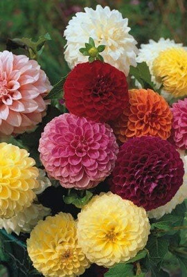 LPR DAHLIA Seed(50 per packet)