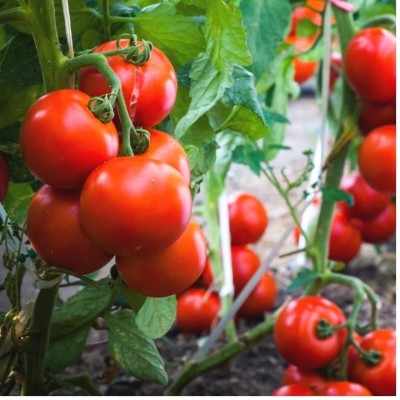 VibhaMart Tomato F1 Hybrid Seeds (Tamatar) Seed(1 per packet)