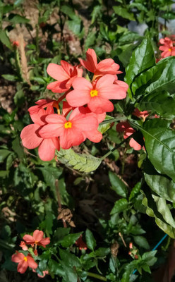 SHASHWAT CREATION kanakambaram-firecracker-crossandra Seed(25 per packet)