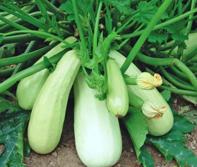 CYBEXIS NBIR-25 - Squash Zucchini Aspirant White Bush - (225 Seeds) Seed(225 per packet)