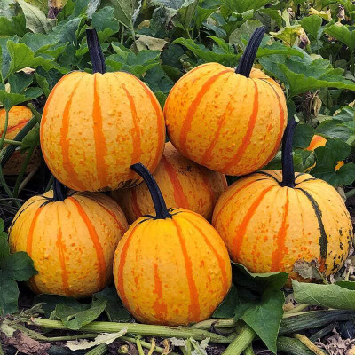 KNESSiN Non-GMO Fireball Pumpkin Seeds For Planting (120 Seeds) Seed(120 per packet)