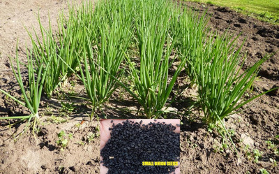 ActrovaX Seeds of Shallots Hybrid Small Onion [1000 Seeds] Seed(1000 per packet)