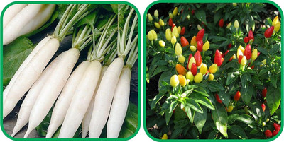 WILLVINE KGF -II Ornamental Chilli And Radish White Long[25gm, 5000 Seeds] Seed(5000 per packet)