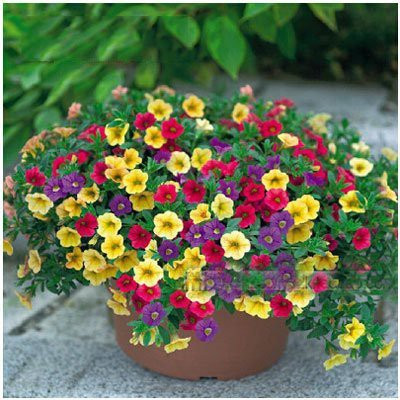 CYBEXIS Flower Seeds : Petunia Container Mix Seed(50 per packet)