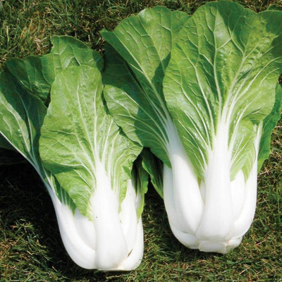 CEZIUS Best in Germination Bopak Pak Choi Seed(65 per packet)
