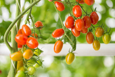 PLANTBEES tomato Seed(130 per packet)