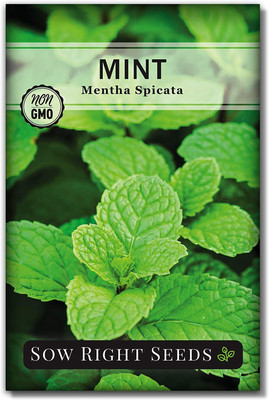 CYBEXIS XLR-40 - Mint for Planting - (450 Seeds) Seed(450 per packet)