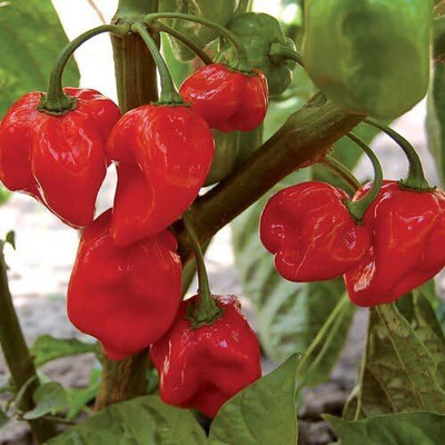 KNESSiN Non GMO Habanero Caribbean Red Chilli Vegetable Seeds for Garden-(1200 Seeds) Seed(1200 per packet)