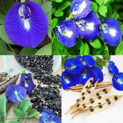 SEMINA VITA aparajita flower seeds Seed(14 per packet)