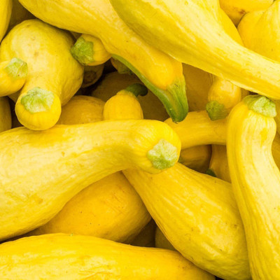 CYBEXIS VVI-89 - Summer Squash (Yellow Crookneck) - (75 Seeds) Seed(75 per packet)