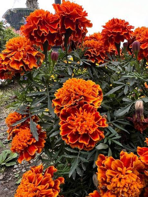 wequality marigold/gende ka phool flower seeds Seed(50 per packet)