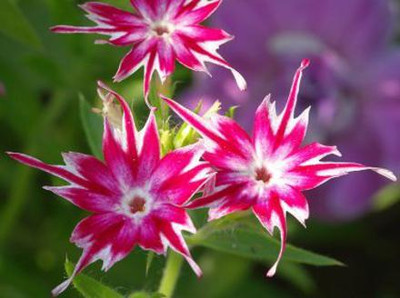 Mozette Exotic phlox twinkle Seed(18 per packet)